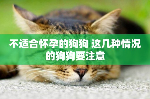 不適合懷孕的狗狗 這幾種情況的狗狗要注意
