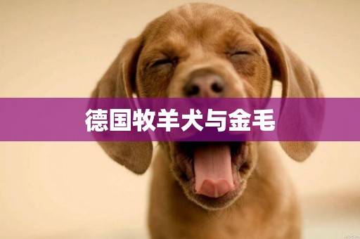 德國牧羊犬與金毛