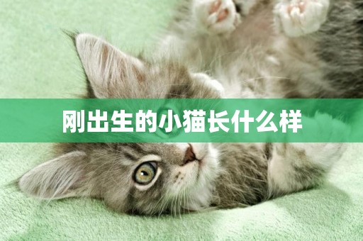 剛出生的小貓長什么樣