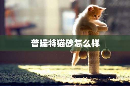 普瑞特貓砂怎么樣