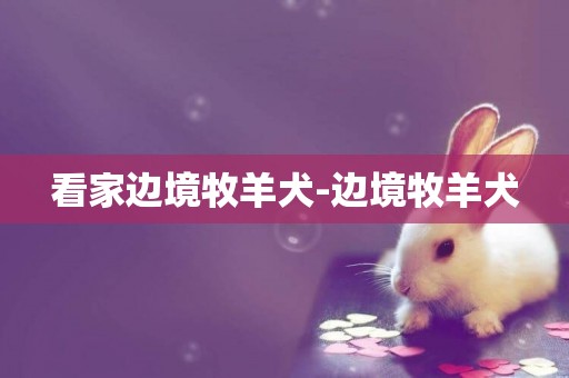 看家邊境牧羊犬-邊境牧羊犬