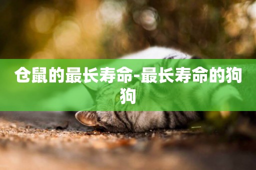 倉鼠的最長壽命-最長壽命的狗狗