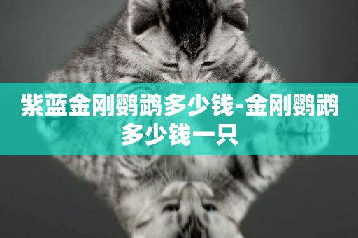 紫藍金剛鸚鵡多少錢-金剛鸚鵡多少錢一只