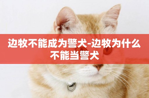 邊牧不能成為警犬-邊牧為什么不能當警犬