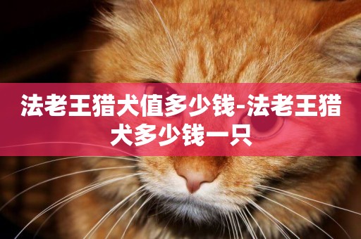 法老王獵犬值多少錢-法老王獵犬多少錢一只