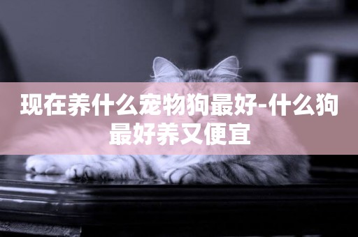 現在養什么寵物狗最好-什么狗最好養又便宜