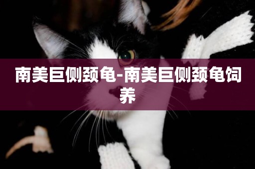 南美巨側頸龜-南美巨側頸龜飼養