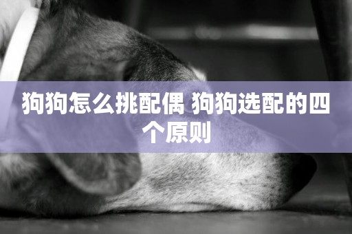 狗狗怎么挑配偶 狗狗選配的四個原則