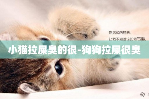 小貓拉屎臭的很-狗狗拉屎很臭