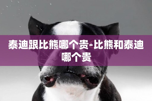 泰迪跟比熊哪個貴-比熊和泰迪哪個貴