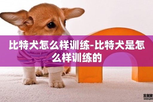 比特犬怎么樣訓練-比特犬是怎么樣訓練的