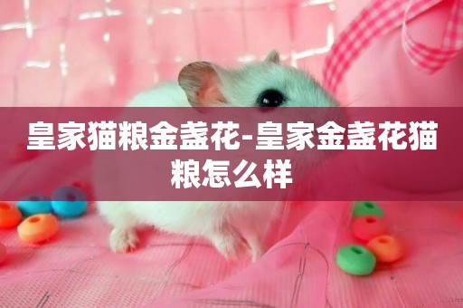 皇家貓糧金盞花-皇家金盞花貓糧怎么樣