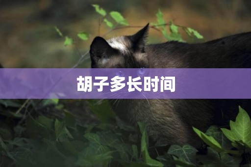 胡子多長時間