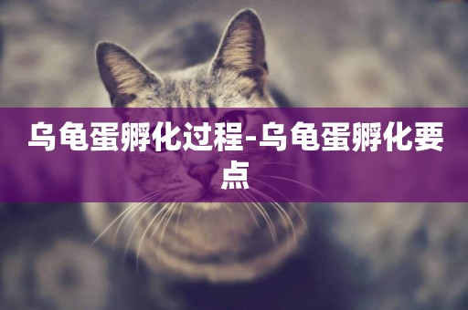 烏龜蛋孵化過程-烏龜蛋孵化要點