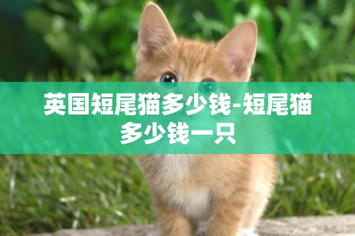 英國短尾貓多少錢-短尾貓多少錢一只