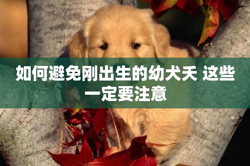 如何避免剛出生的幼犬夭 這些一定要注意 如何避免剛出生的幼犬夭 這些一定要注意