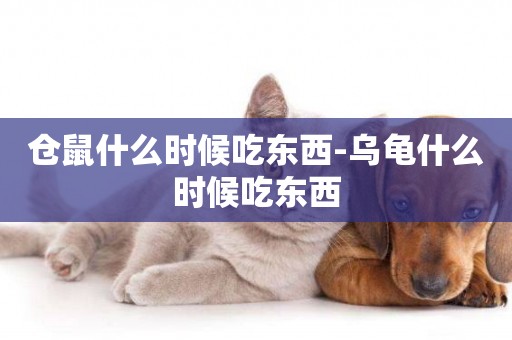 倉鼠什么時候吃東西-烏龜什么時候吃東西