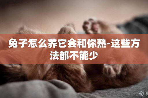兔子怎么養它會和你熟-這些方法都不能少