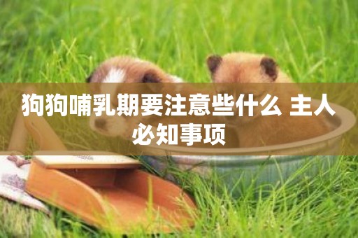 狗狗哺乳期要注意些什么 主人必知事項 狗狗哺乳期要注意些什么 主人必知事項