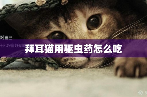 拜耳貓用驅蟲藥怎么吃