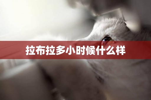 拉布拉多小時候什么樣