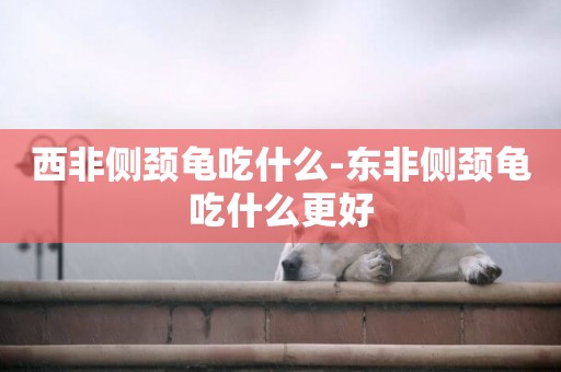 西非側頸龜吃什么-東非側頸龜吃什么更好