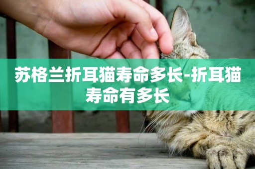 蘇格蘭折耳貓壽命多長-折耳貓壽命有多長