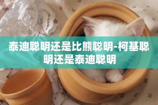 泰迪聰明還是比熊聰明-柯基聰明還是泰迪聰明