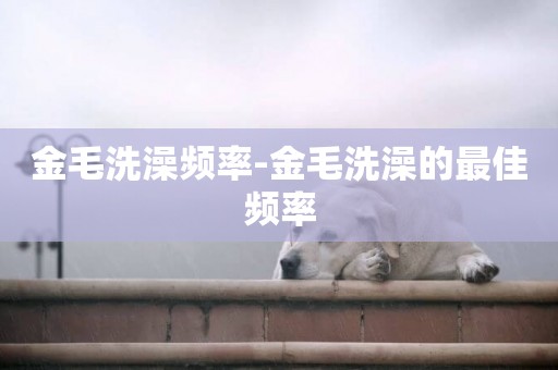 金毛洗澡頻率-金毛洗澡的最佳頻率