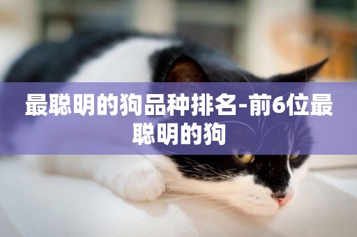 最聰明的狗品種排名-前6位最聰明的狗
