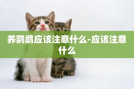 養鸚鵡應該注意什么-應該注意什么