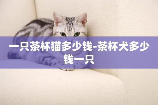 一只茶杯貓多少錢-茶杯犬多少錢一只