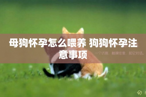 母狗懷孕怎么喂養 狗狗懷孕注意事項