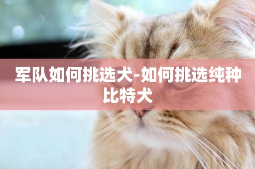 軍隊如何挑選犬-如何挑選純種比特犬