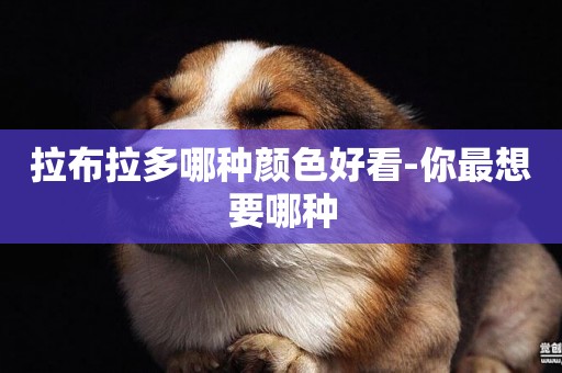 拉布拉多哪種顏色好看-你最想要哪種