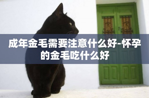 成年金毛需要注意什么好-懷孕的金毛吃什么好