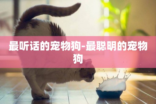 最聽話的寵物狗-最聰明的寵物狗