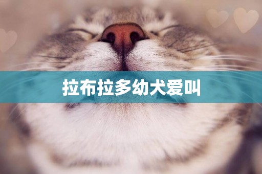 拉布拉多幼犬愛叫