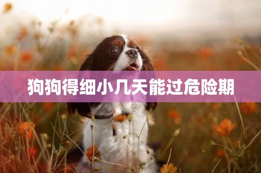 狗狗得細小幾天能過危險期