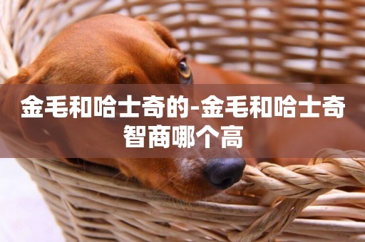 金毛和哈士奇的-金毛和哈士奇智商哪個高