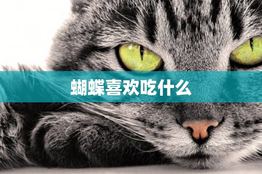 蝴蝶喜歡吃什么