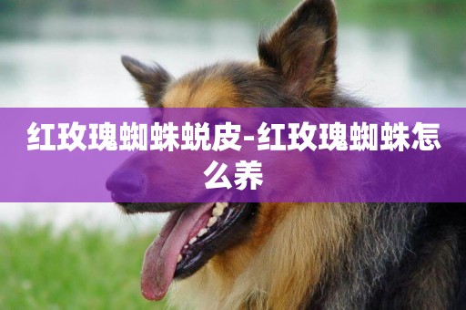 紅玫瑰蜘蛛蛻皮-紅玫瑰蜘蛛怎么養
