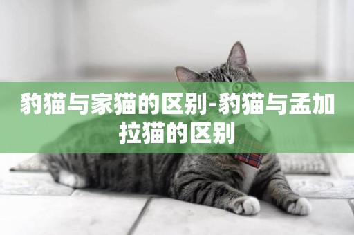 豹貓與家貓的區別-豹貓與孟加拉貓的區別