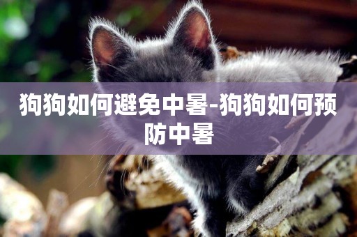 狗狗如何避免中暑-狗狗如何預防中暑