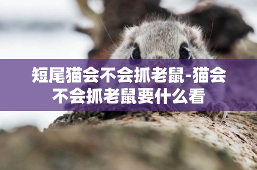 短尾貓會不會抓老鼠-貓會不會抓老鼠要什么看
