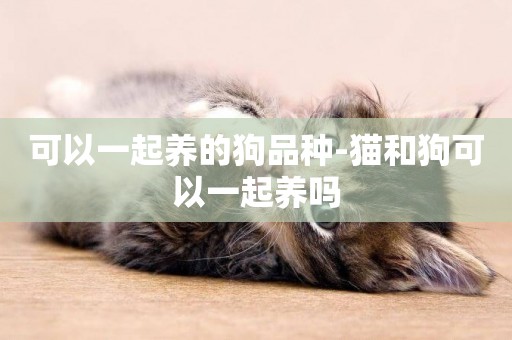 可以一起養的狗品種-貓和狗可以一起養嗎