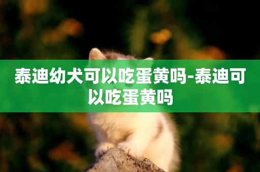 泰迪幼犬可以吃蛋黃嗎-泰迪可以吃蛋黃嗎