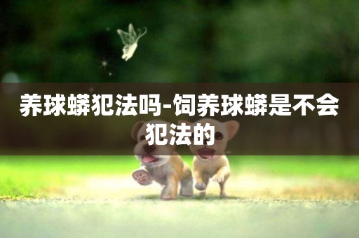 養球蟒犯法嗎-飼養球蟒是不會犯法的