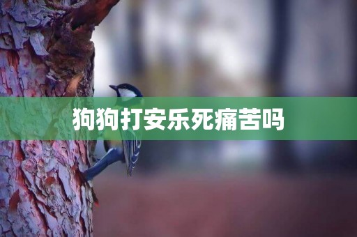狗狗打安樂死痛苦嗎