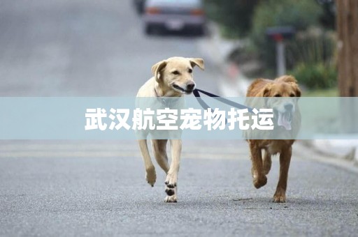 武漢航空寵物托運